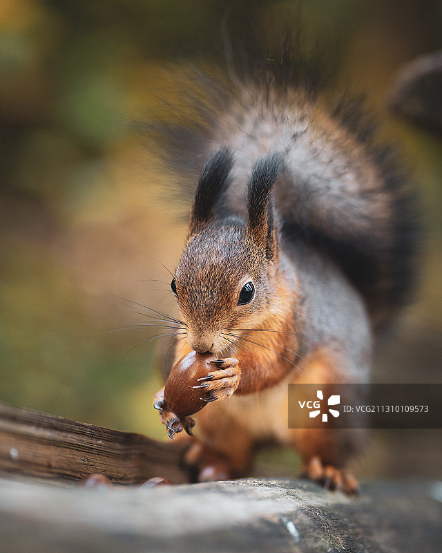 芬兰赫尔辛基灰松鼠在木头上吃花生特写图片素材