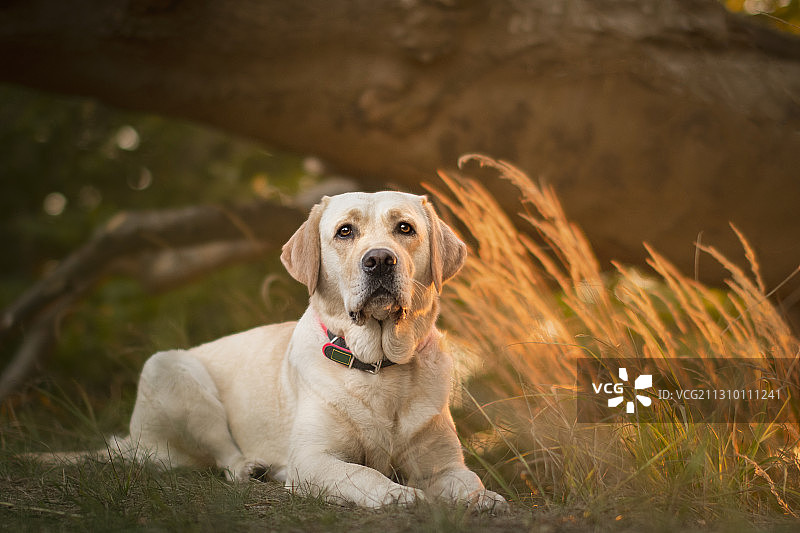 坐在田野里的拉布拉多寻回犬肖像，波兰切申诺图片素材