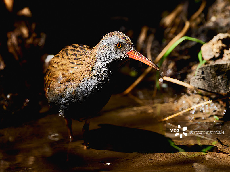 西班牙萨拉曼卡，水鸟栖息在岩石上的特写图片素材