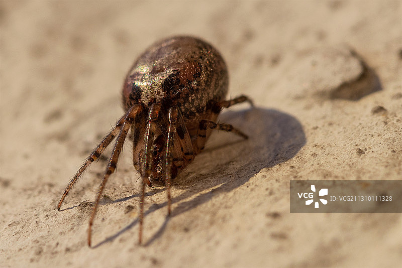 昆虫在沙滩上的特写，塔林，爱沙尼亚图片素材