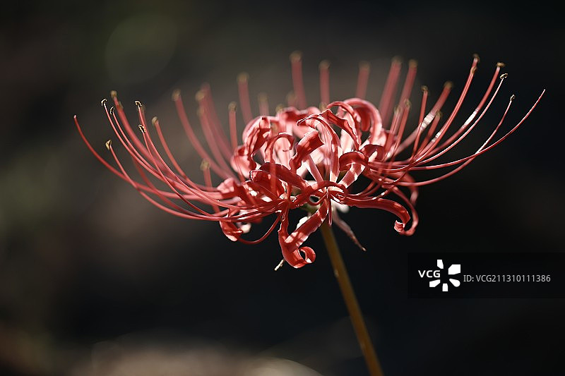 红花的特写图片素材