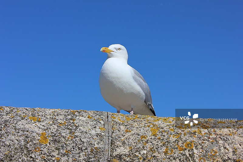 低角度拍摄：海鸥栖息在墙上，英国康沃尔郡图片素材