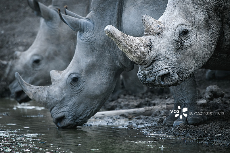 白犀牛特写，肯尼亚纳纽基奥尔佩杰塔保护区图片素材