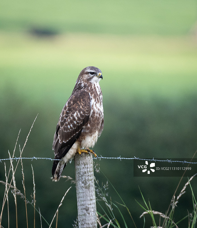 苍鹰栖息在树枝上的特写图片素材