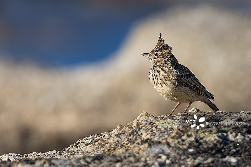 近距离拍摄栖息在岩石上的鸣禽，西班牙图片素材