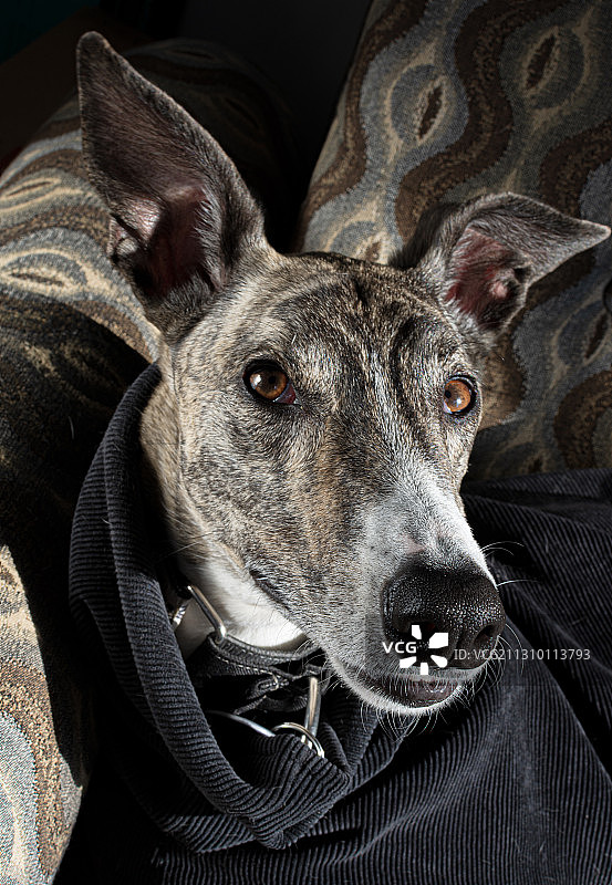 阿根廷圣菲罗萨里奥的灰狗特写图片素材