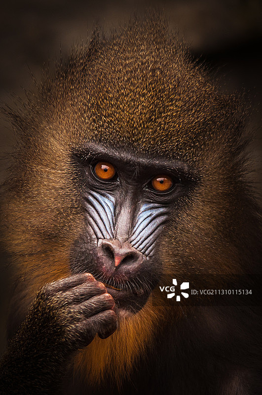 黑色背景下的猩猩特写肖像，荷兰阿姆斯特丹图片素材