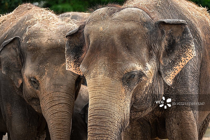 大象特写图片素材