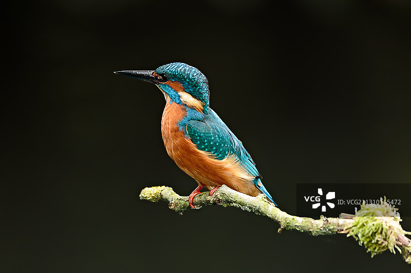 翠鸟栖息在树枝上的特写图片素材