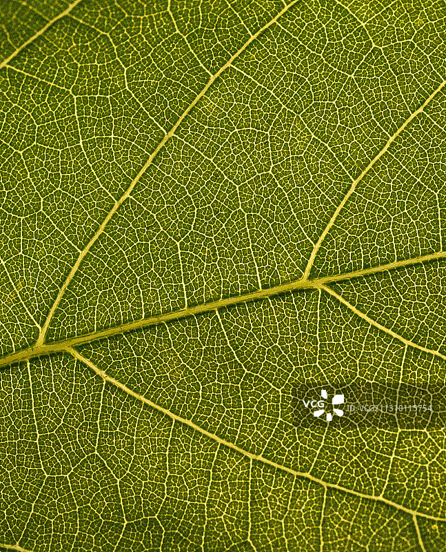 叶子特写镜头图片素材