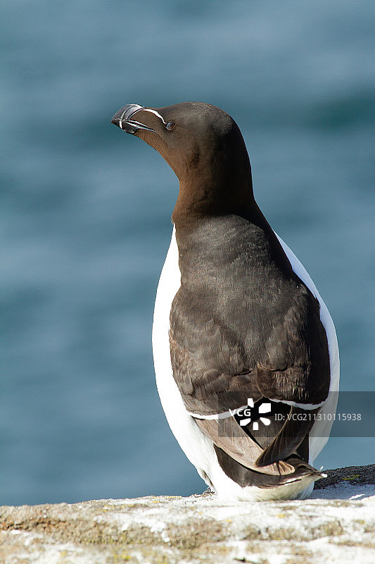 英国五月岛岩石上的海鸥特写图片素材