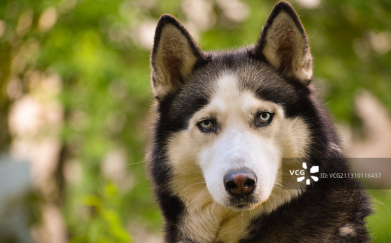 雪橇犬西伯利亚哈士奇纯种犬特写图片素材