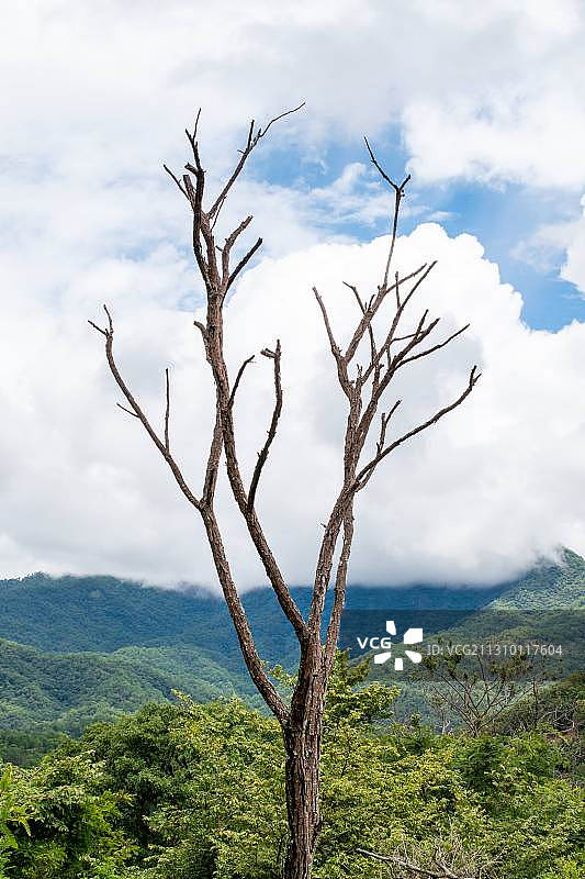 墨西哥天空下的光秃秃的树景色图片素材
