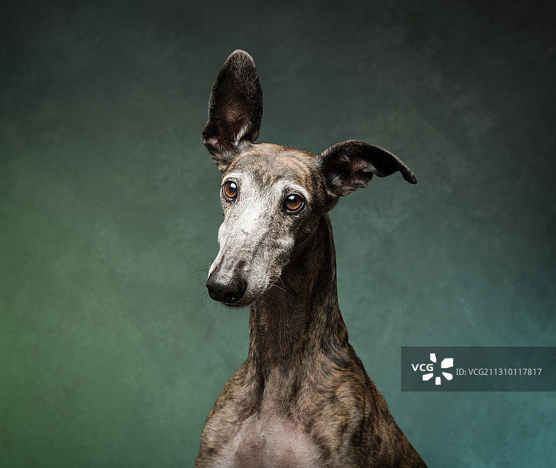 西班牙比斯开省毕尔巴鄂：墙边的鹿画像图片素材