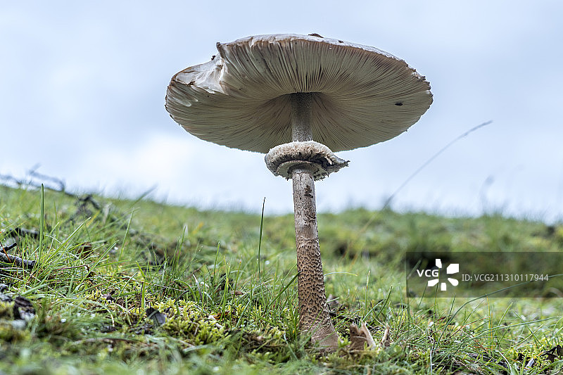 蘑菇生长在田野的特写图片素材