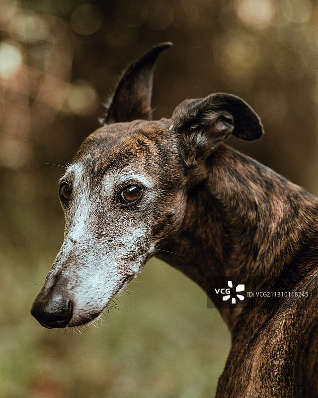 灵缇犬望向远方特写图片素材