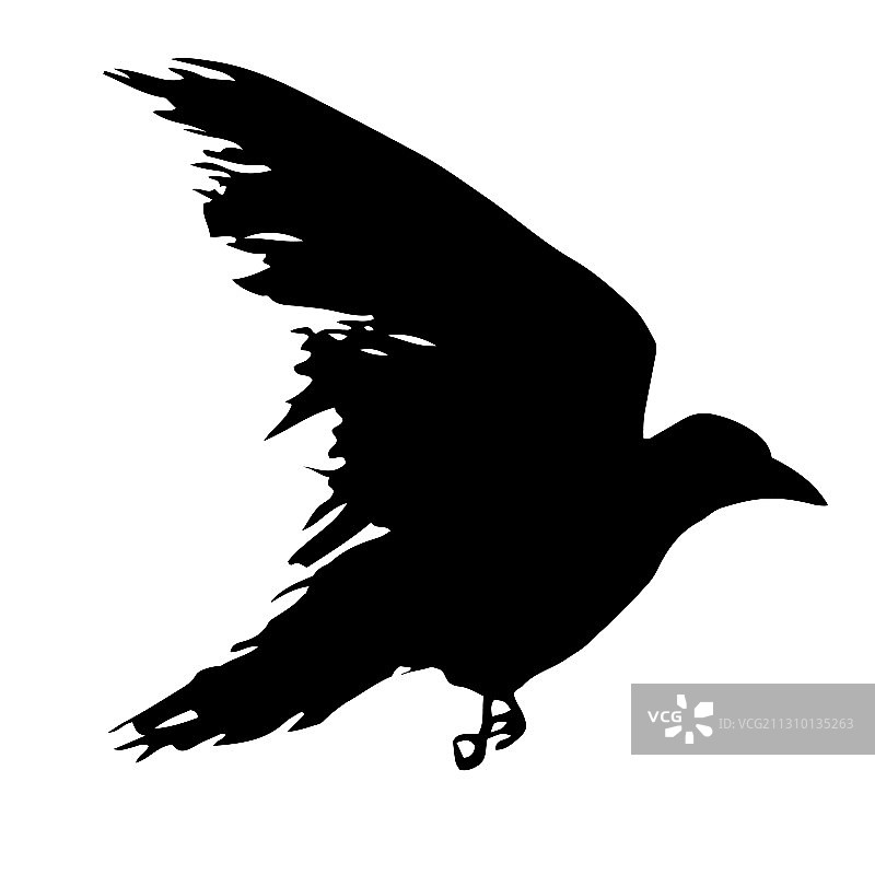 渡鸦图片素材