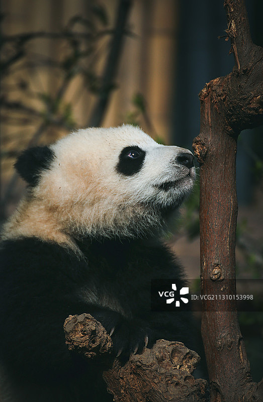 可爱的熊猫图片素材