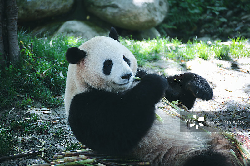 可爱的熊猫图片素材