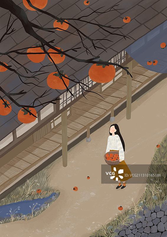 柿子成熟的季节图片素材