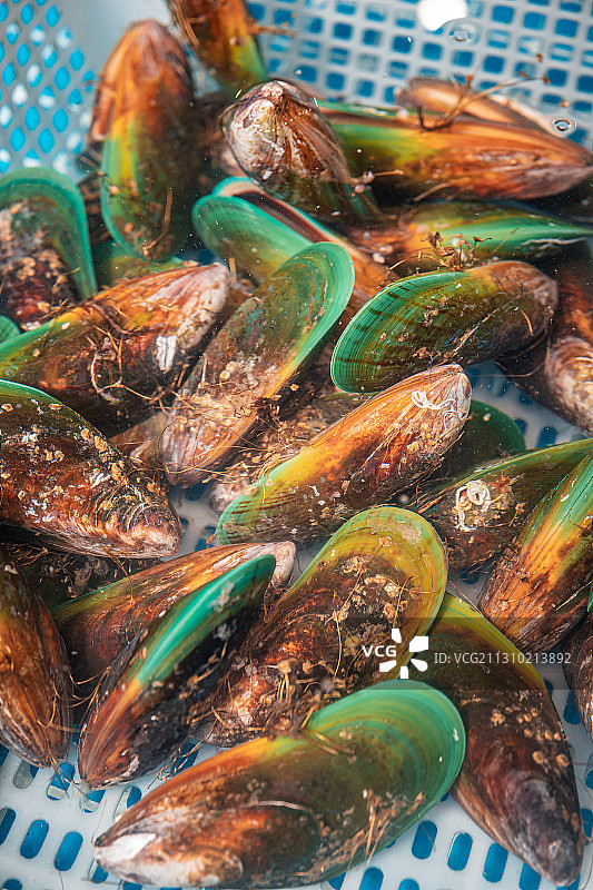 海鲜青口贝图片素材