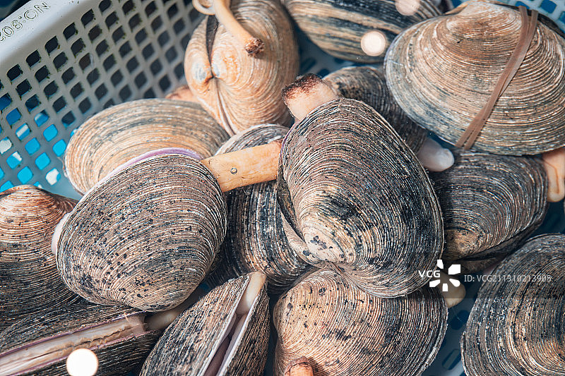 海鲜天鹅蛋图片素材