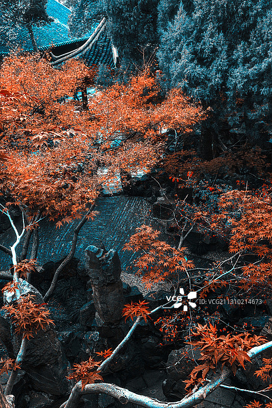 晚秋+个园（扬州）图片素材