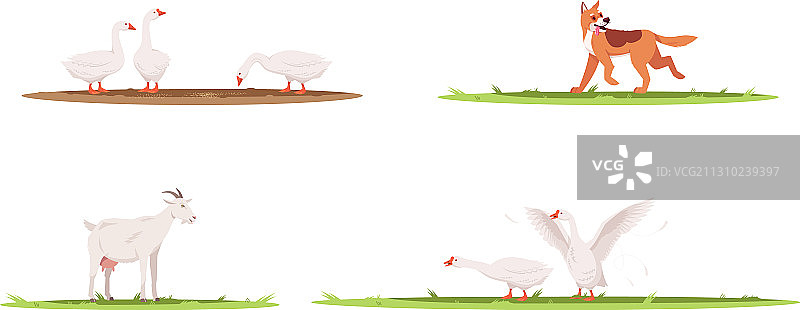 半扁平风格农场动物合集图片素材