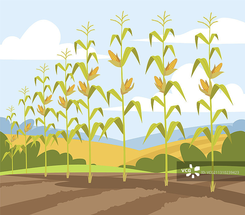 玉米秋收半扁平图片素材