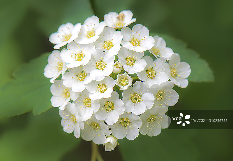 绣球绣线菊 拍摄于济南泉城公园图片素材