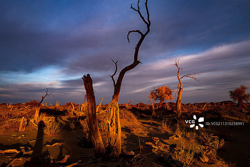 怪树林。图片素材