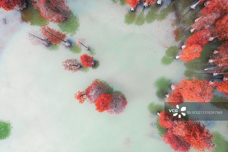 水中的红色树木-水杉树图片素材
