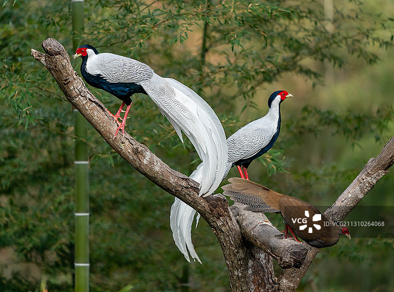 竹林白鹇图片素材