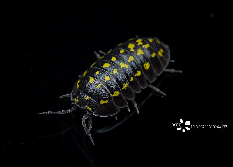 四纹鼠妇图片素材