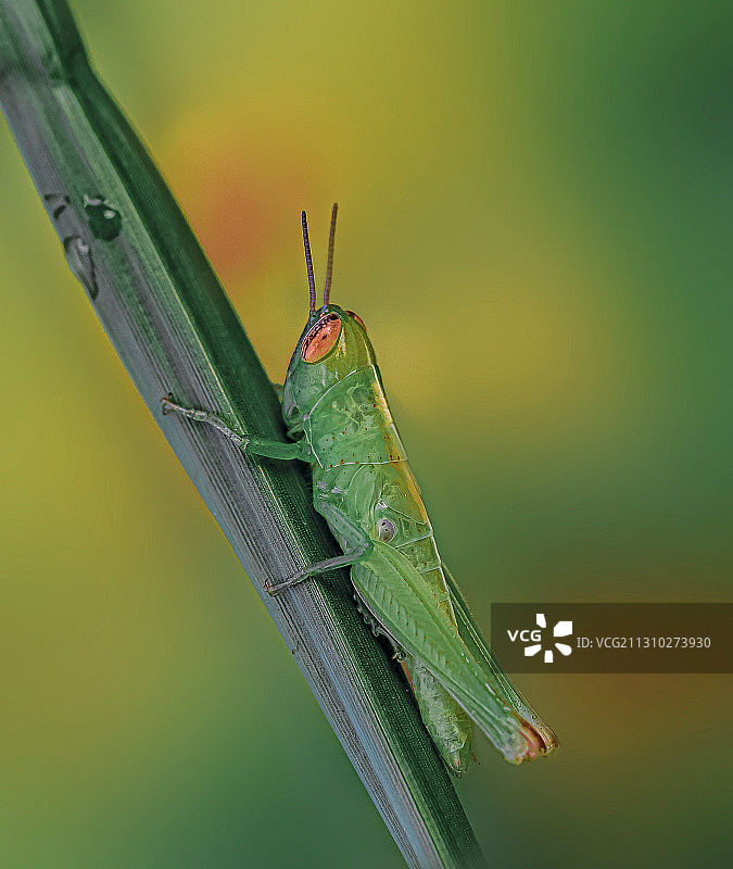 叶上金睛图片素材