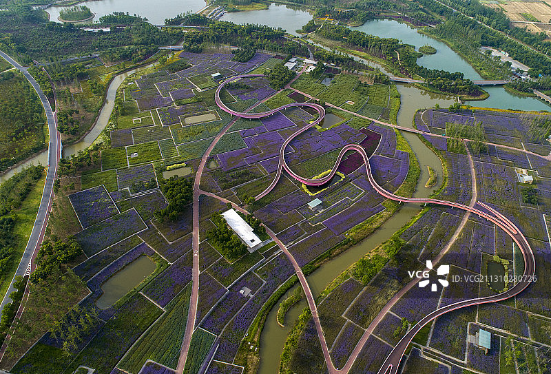 江苏省宿迁市三台山衲田花海图片素材