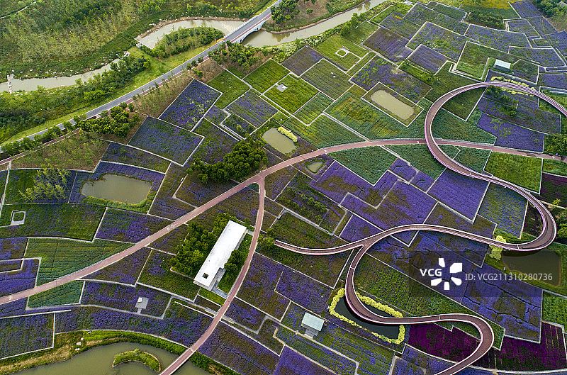 江苏省宿迁市三台山衲田花海图片素材