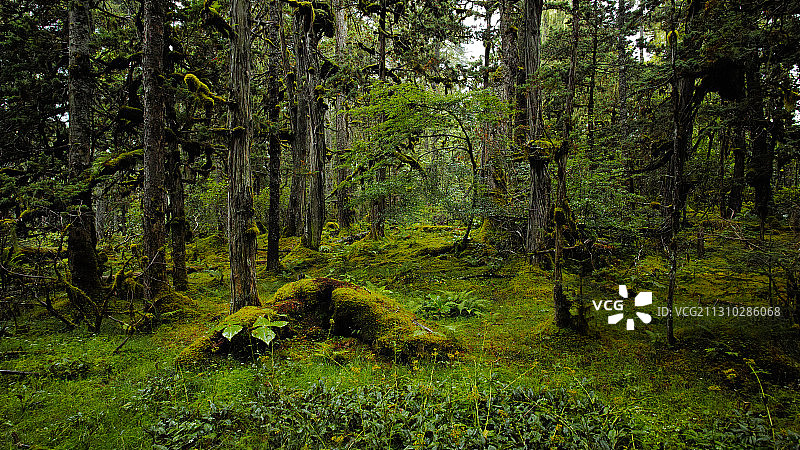 林芝南伊沟图片素材