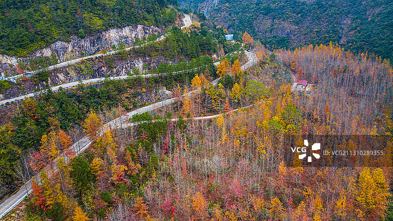 山路枫叶林图片素材