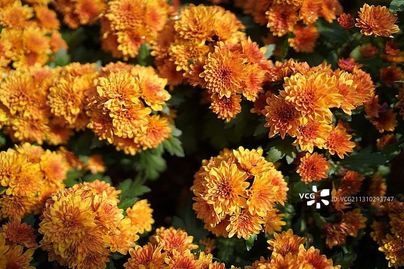 阳光下图片素材