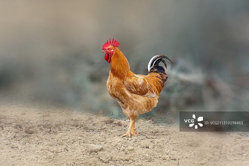 家禽养殖业有机食品图片素材