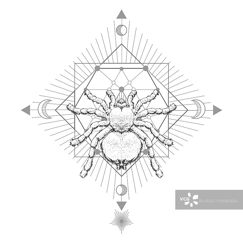 手绘狼蛛图片素材