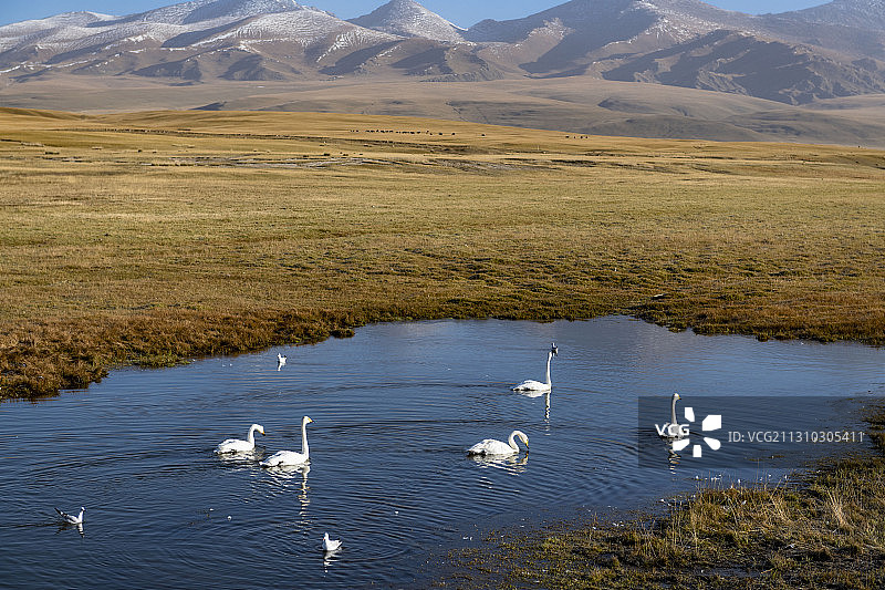 巴音布鲁克的秋天图片素材