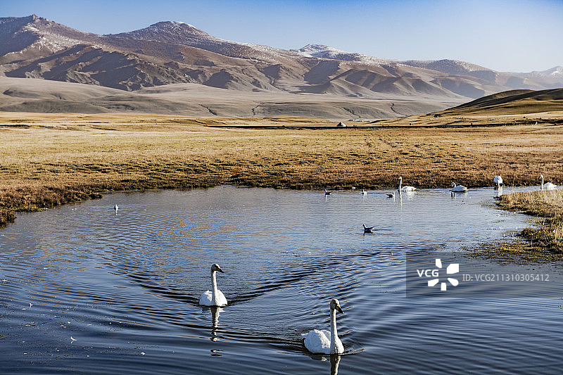 巴音布鲁克的秋天图片素材