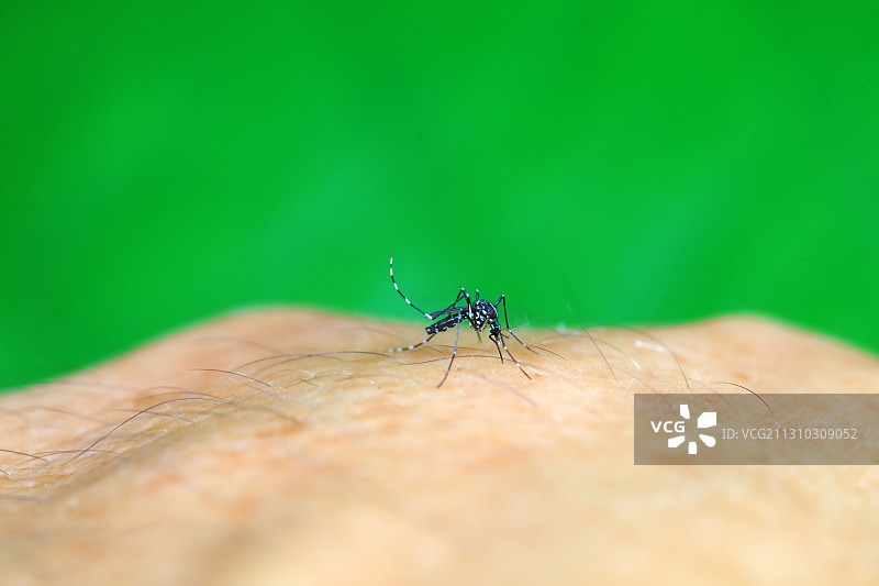 白纹伊蚊吸血图片素材