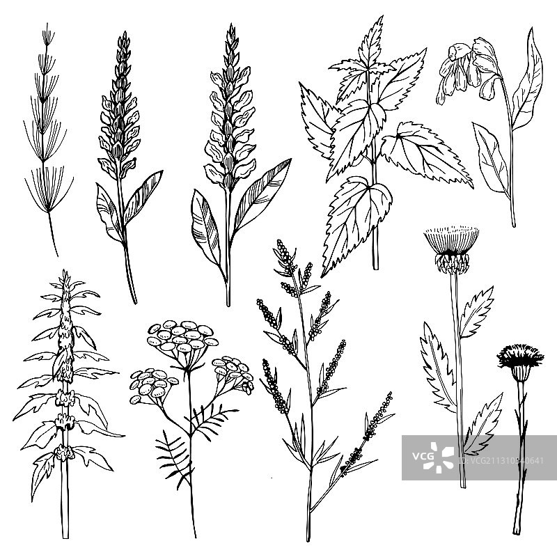 手绘药草草图图片素材