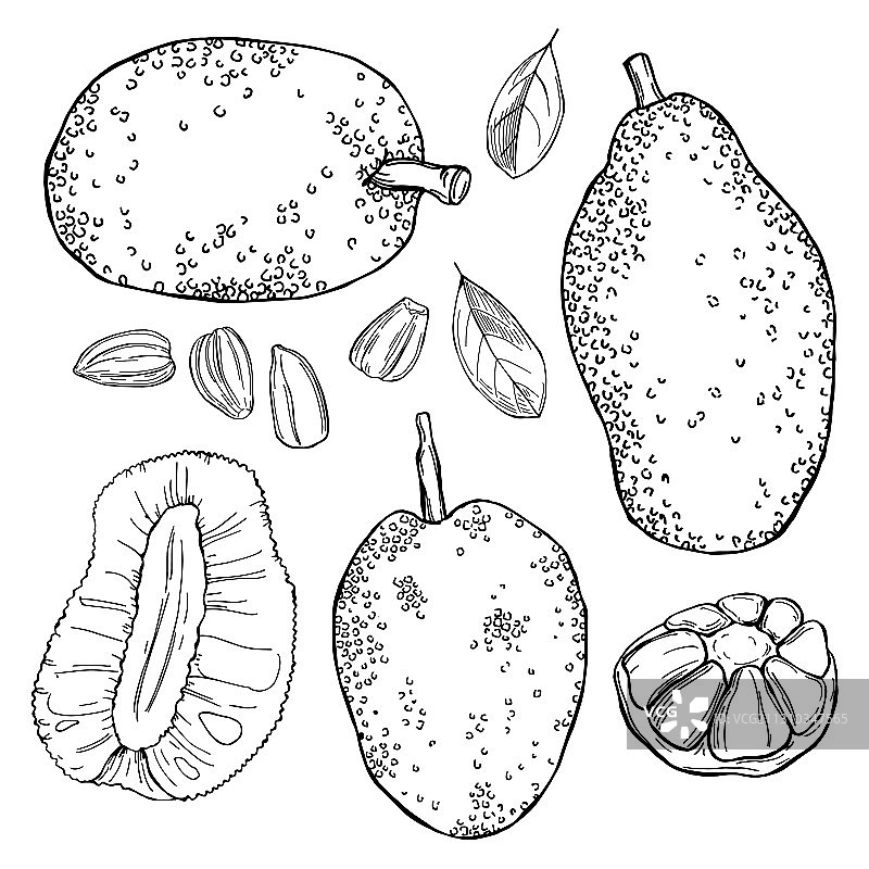 手绘面包果菠萝蜜草图图片素材