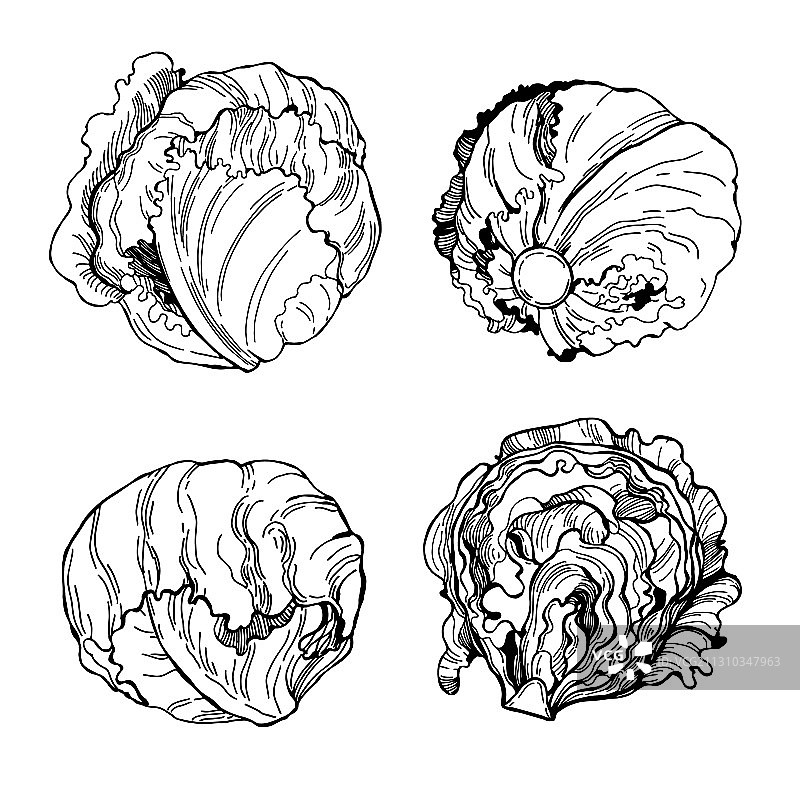 手绘冰山生菜草图图片素材