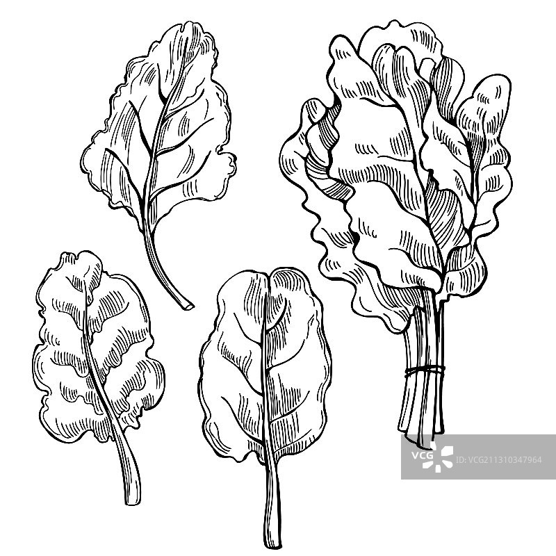 手绘莙荙菜叶图片素材