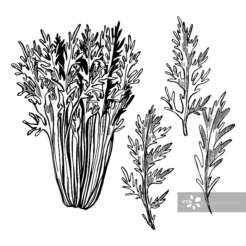 手绘水菜素描图片素材